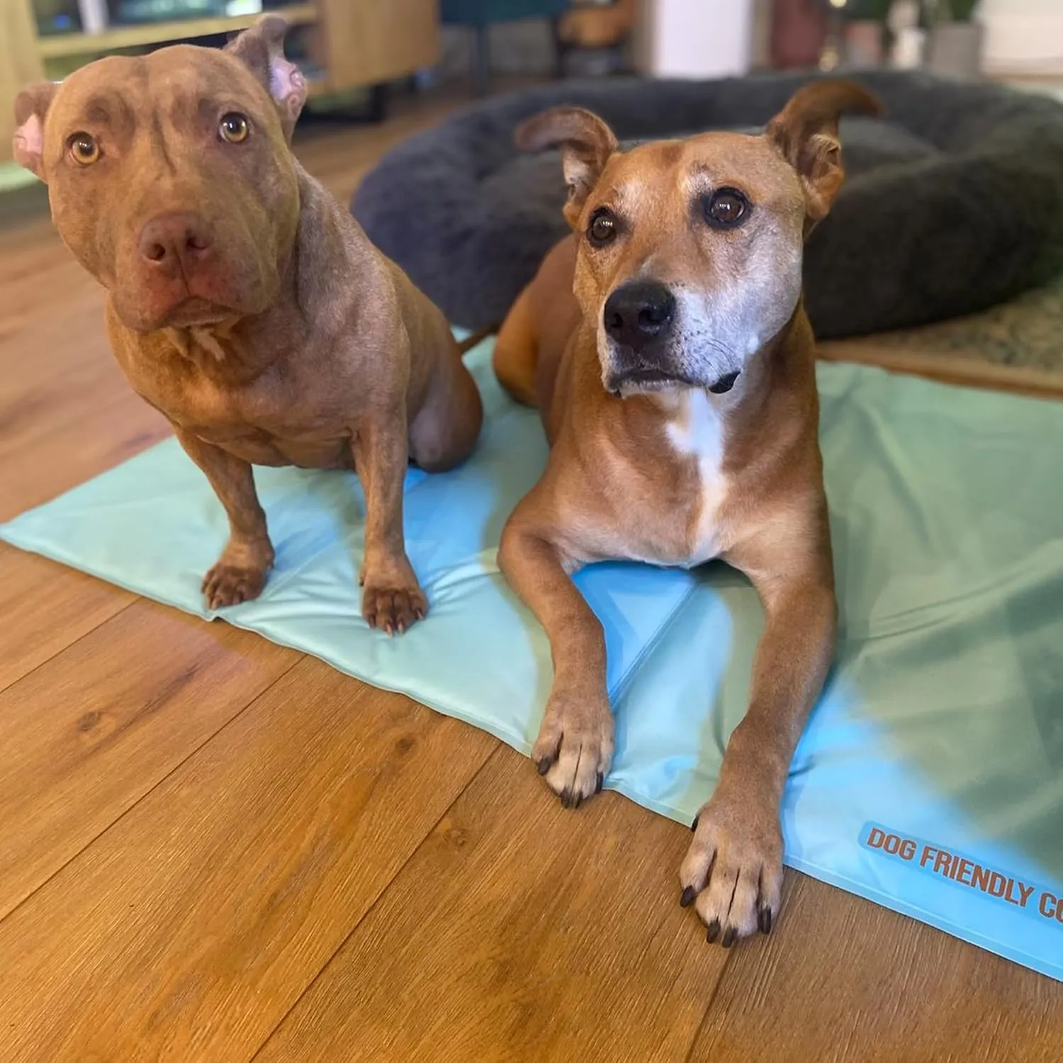 DF Co. Dog Cooling Mat for Summer | Automatic Cooling, Easily Foldable, Non-Toxic Gel Interior | Sky Blue, Size L