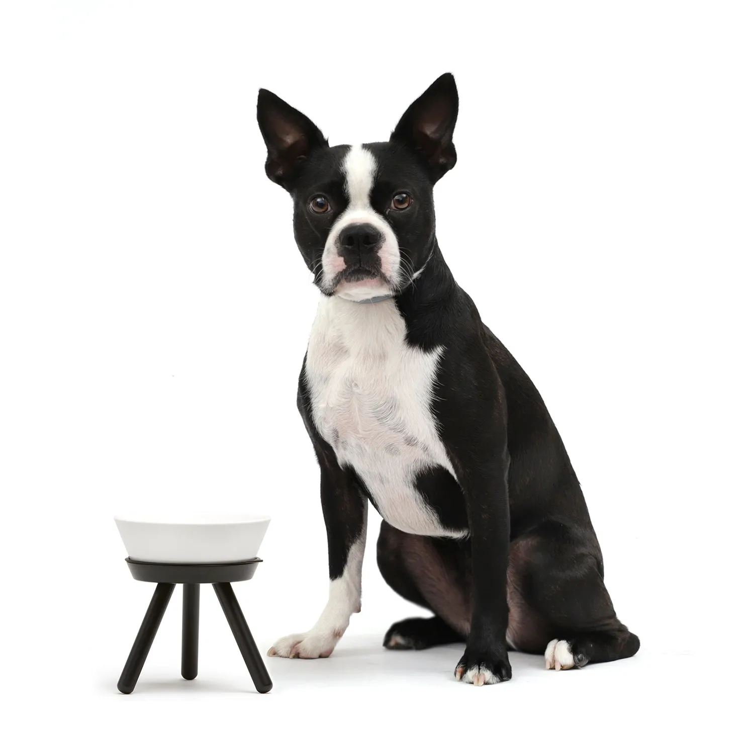 Oreo Pet Table with Bowl - Tall