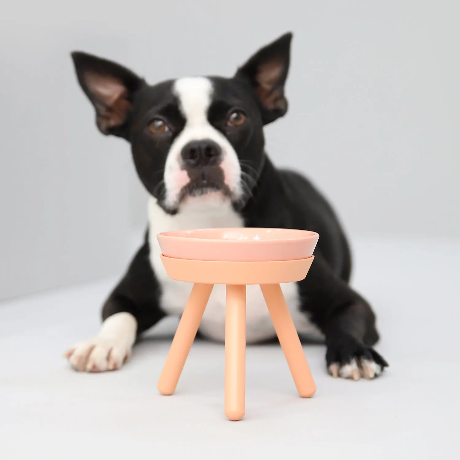 Oreo Pet Table with Bowl - Tall