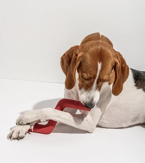 Wild One Bolt Bite Dog Chew Toy (Spruce)